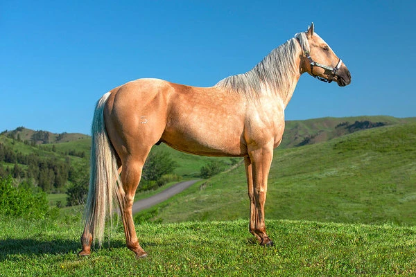 Fastest Horse Breeds In The World