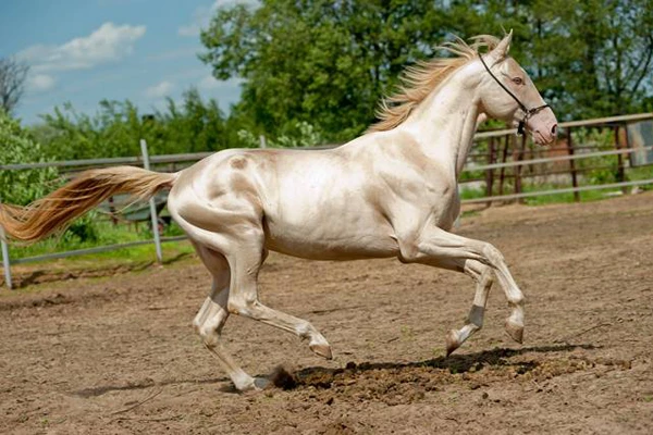 Appaloosa