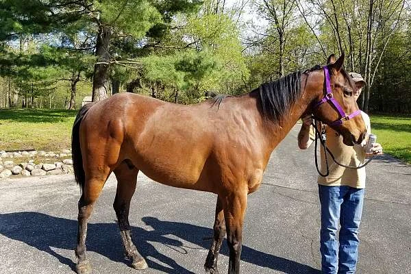 Quarter Horse